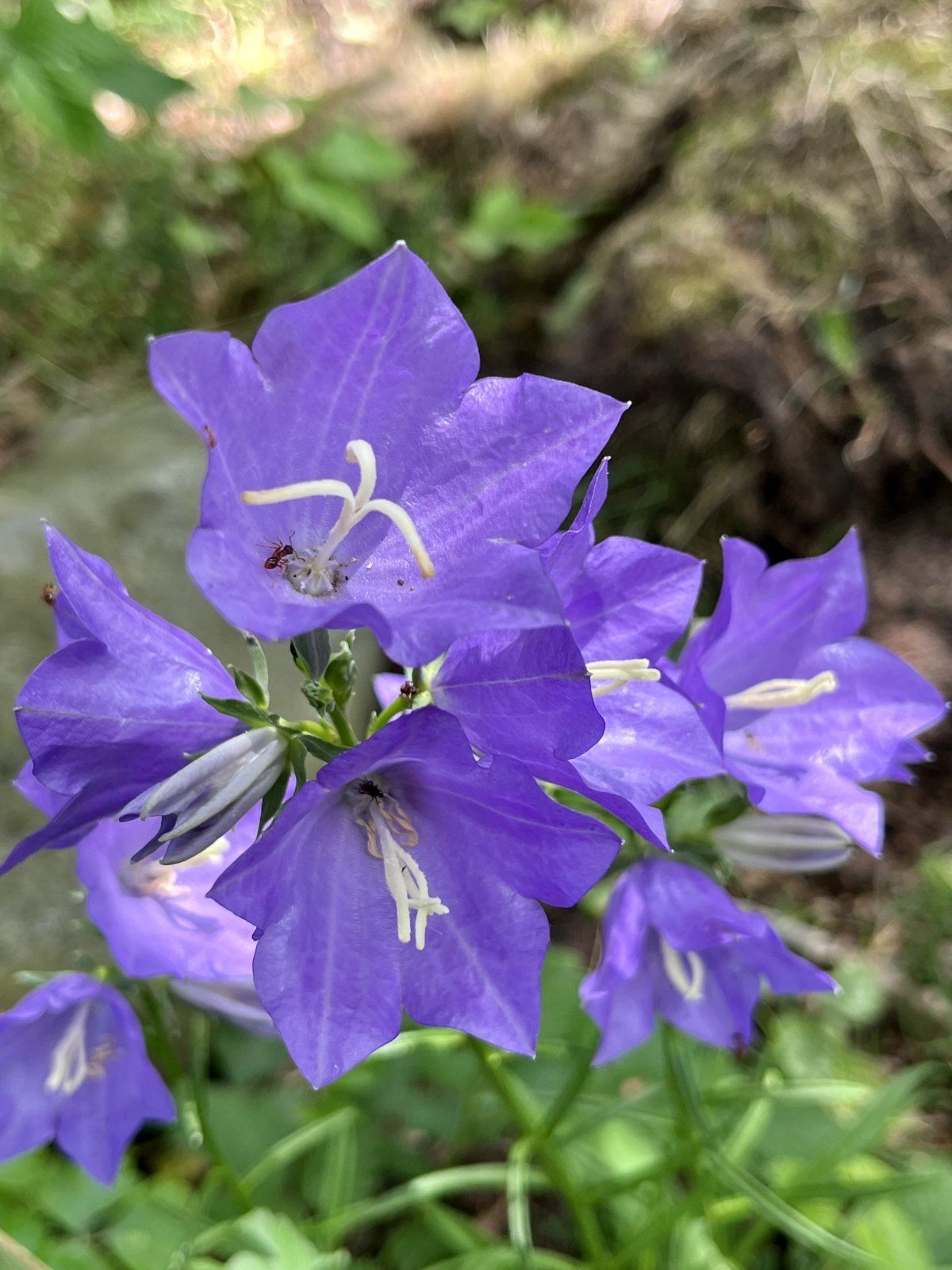 IMG_8691.jpeg