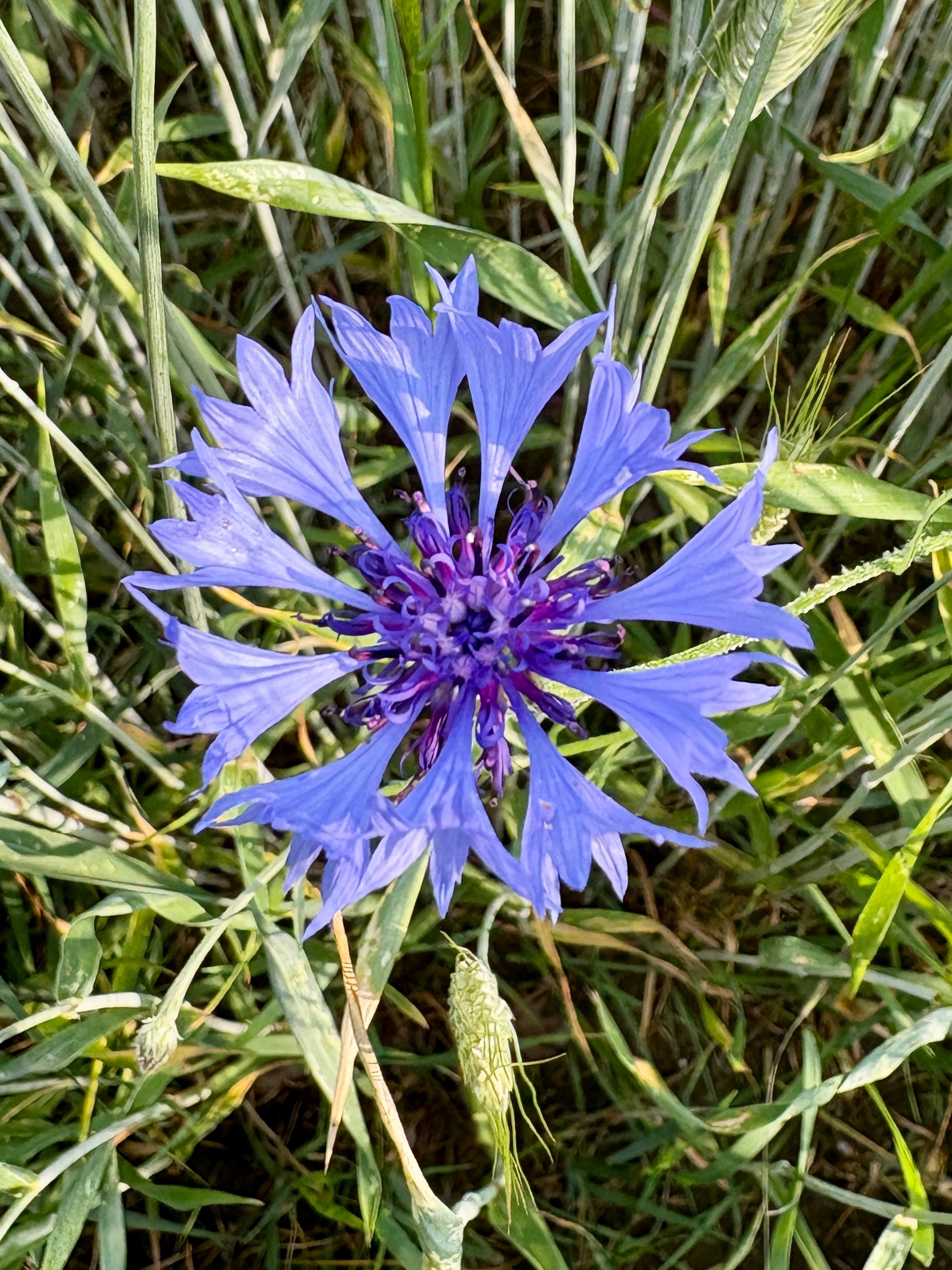 IMG_9105.jpeg