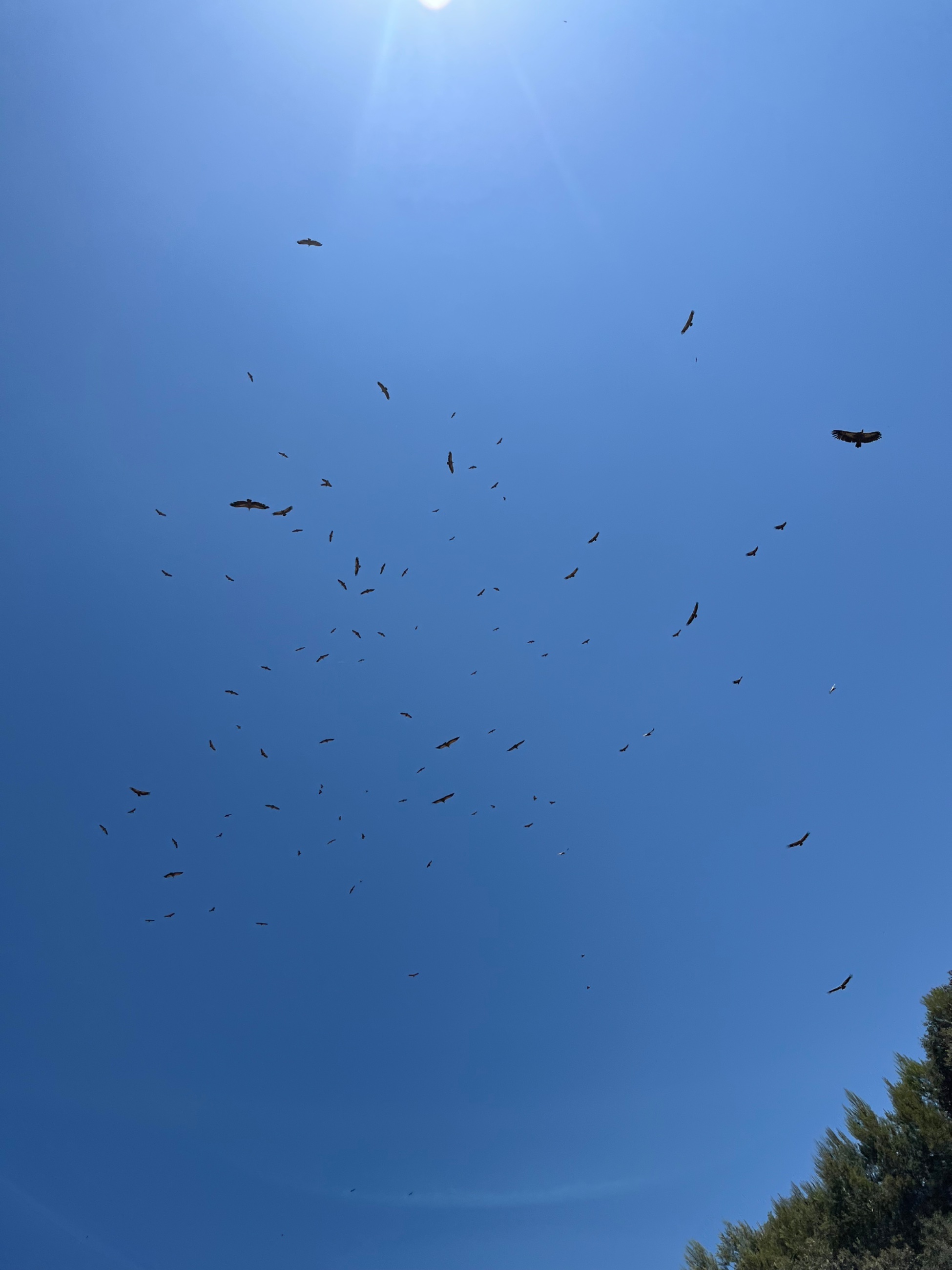 IMG_9574.jpeg