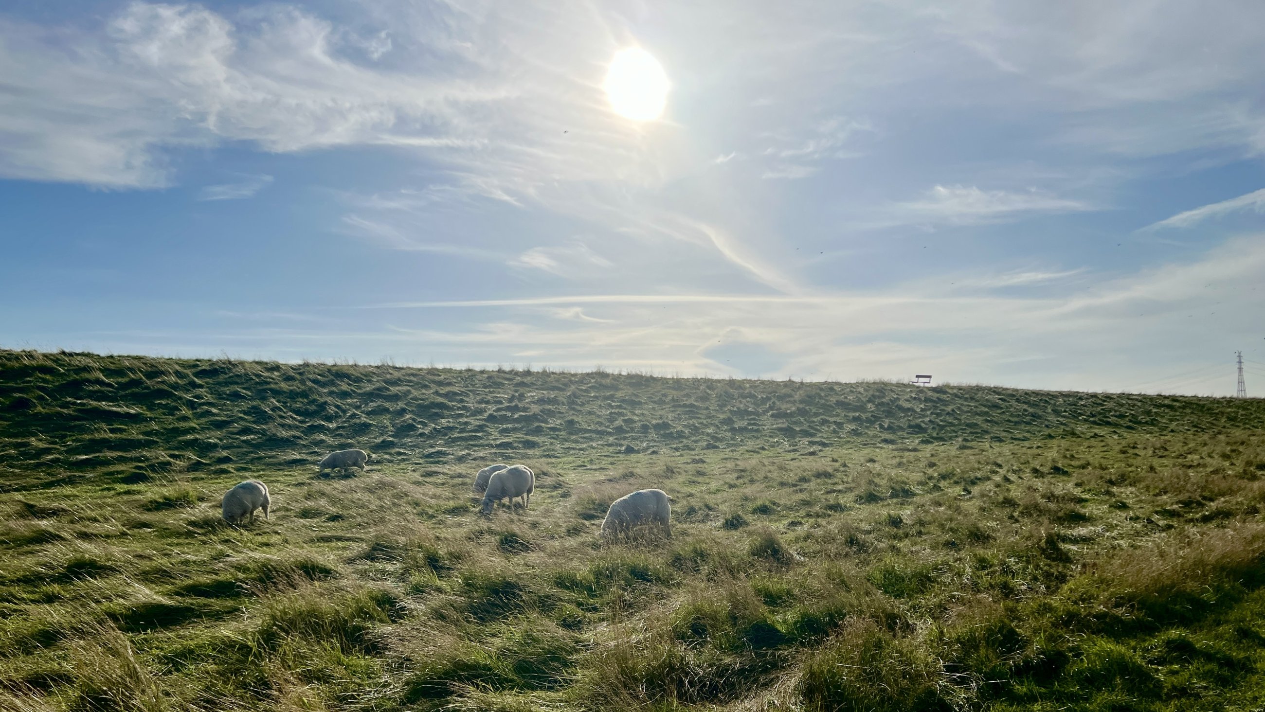 IMG_9802.jpeg