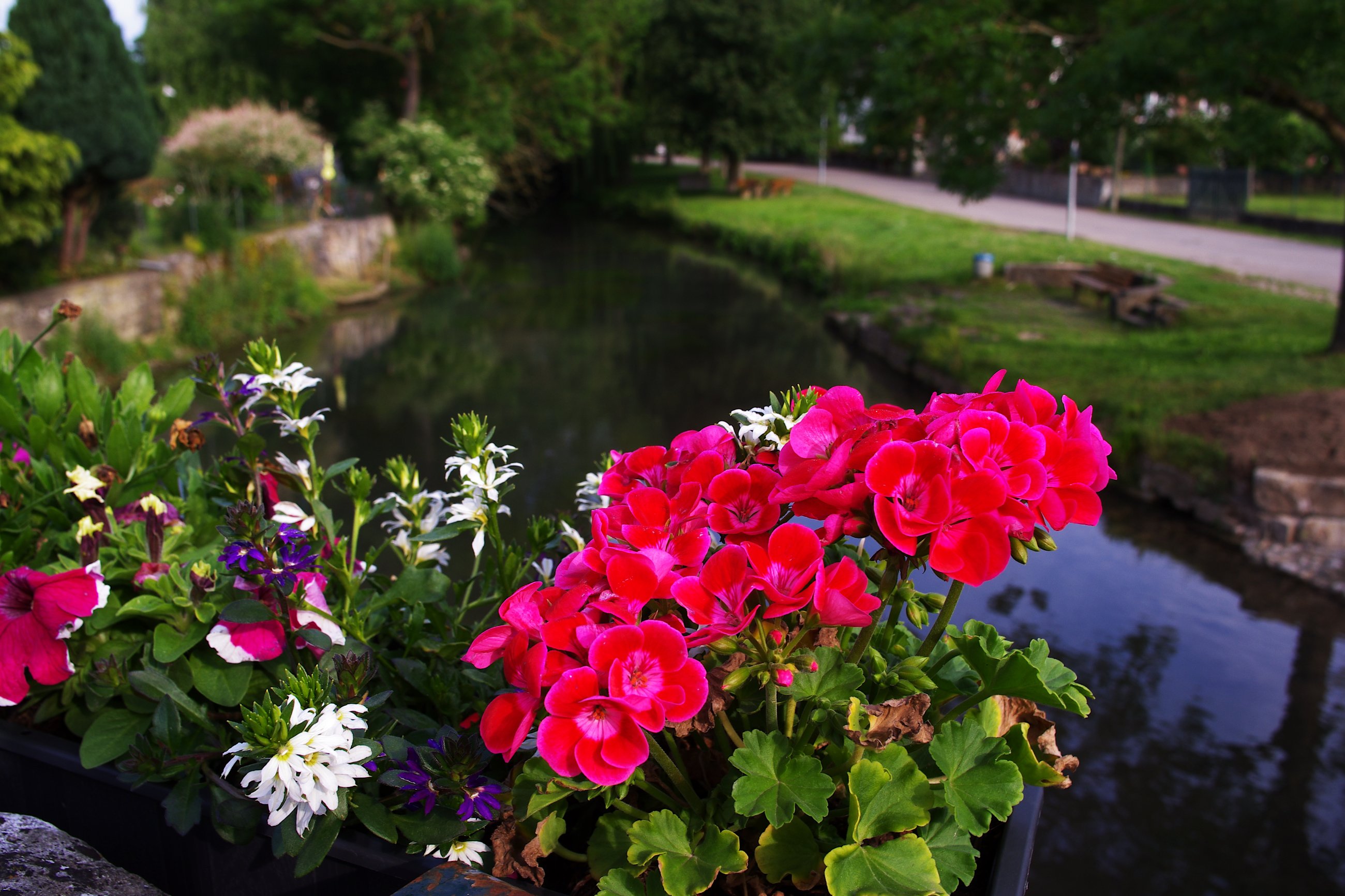 imgp0295.jpg