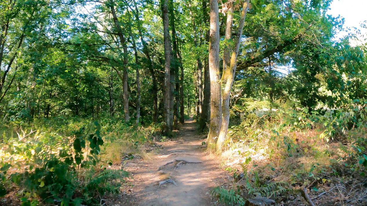 km138-krickelsberg-waldpfadallee.png