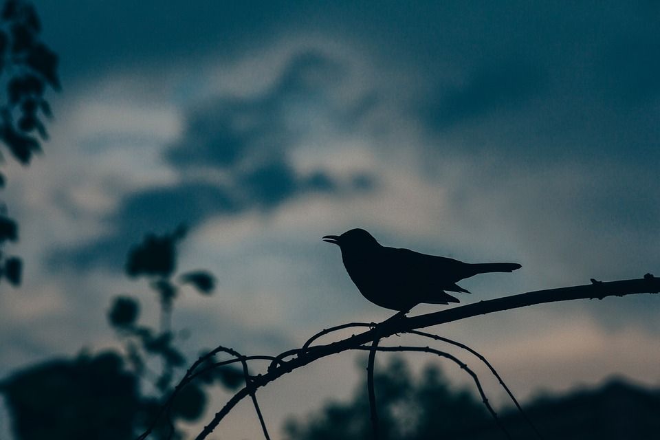 Late Bird.jpg