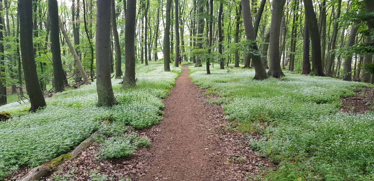 Le tapis du Waldmeista.jpg