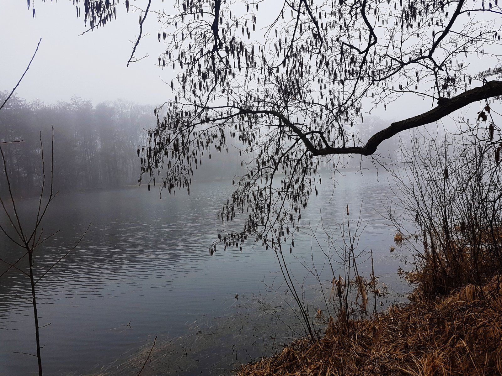 Leiferde Teiche im Nebel.jpg