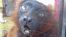 lemurs-yawn.gif