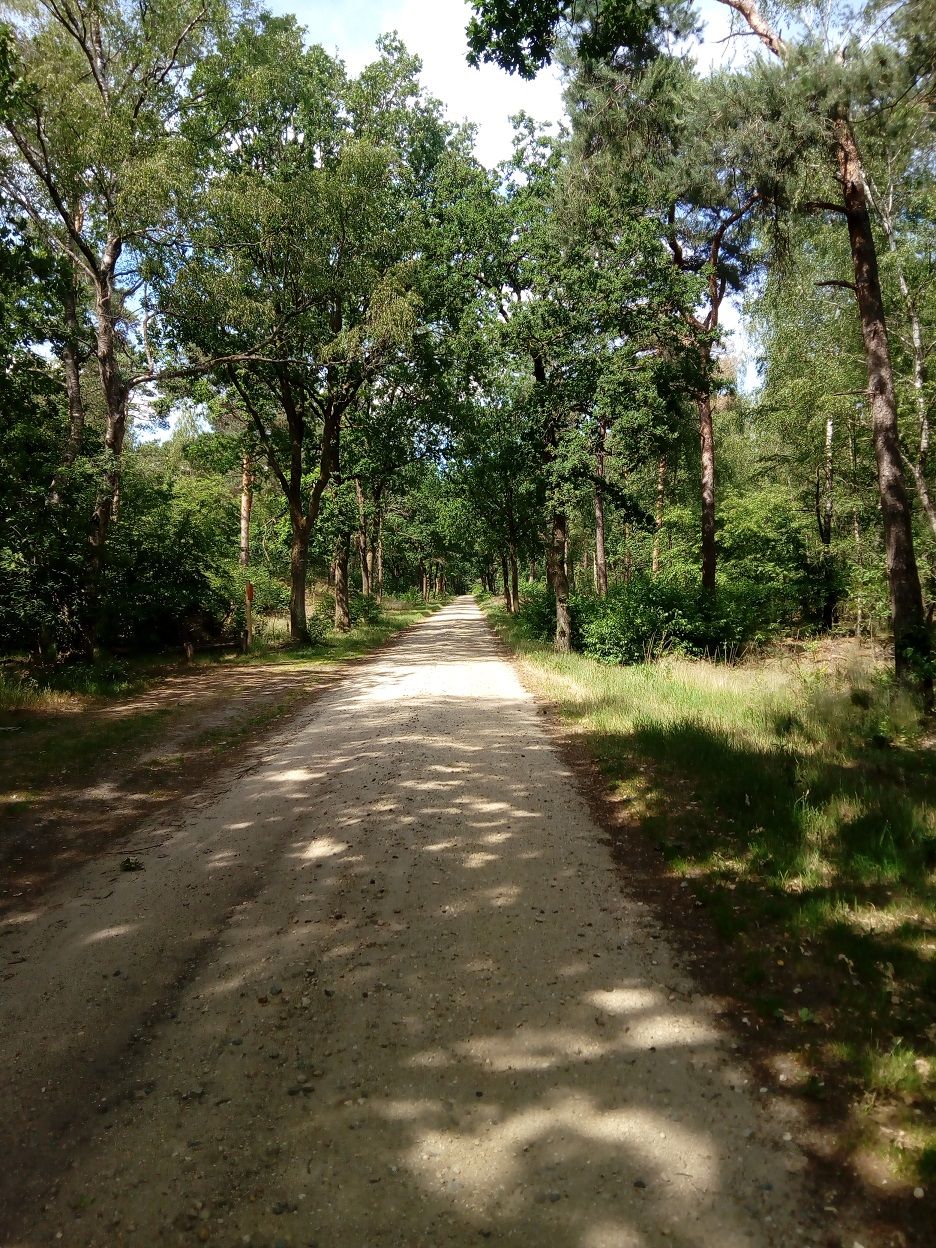 maasduinen 4.jpg