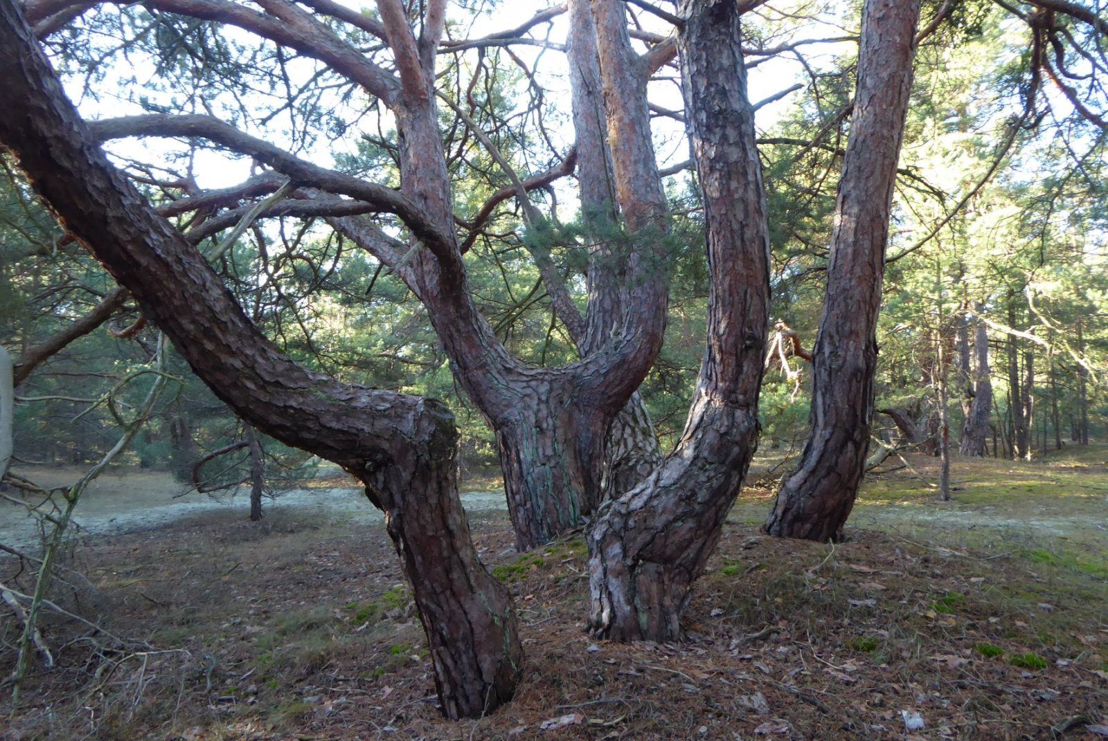 maerchenwald_bugker sahara.JPG