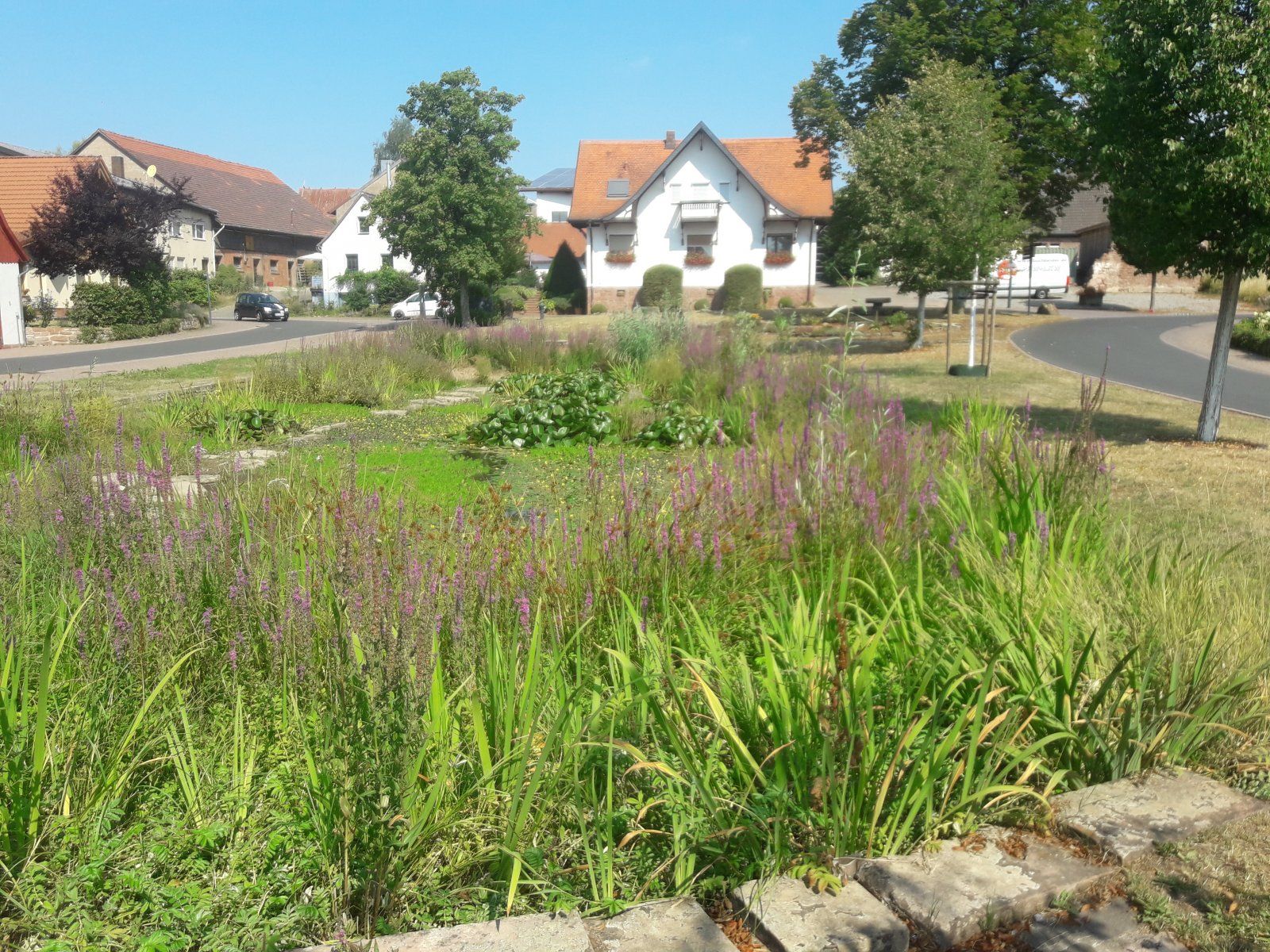 Mainbullau1.jpg