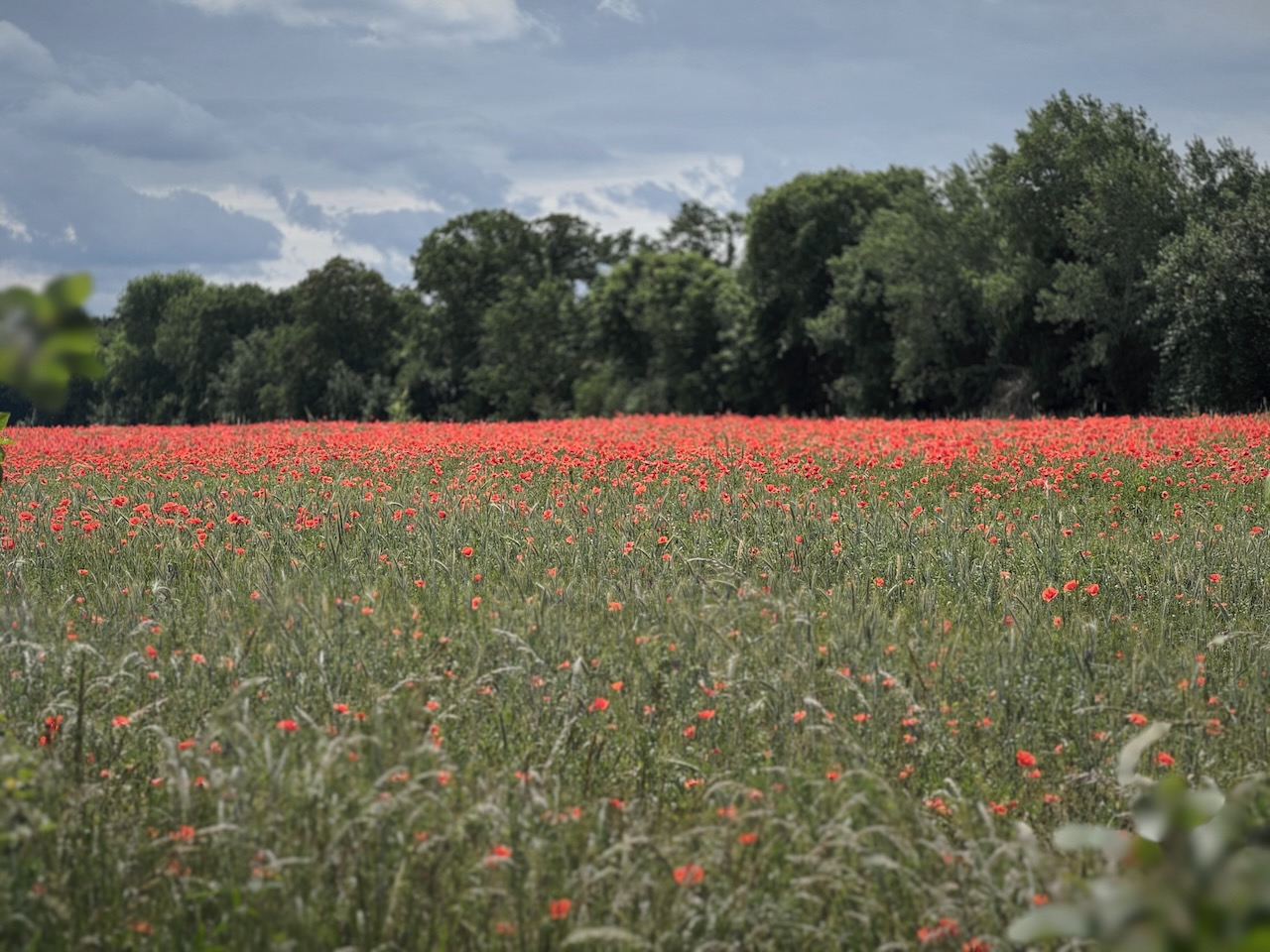Mohn.jpeg