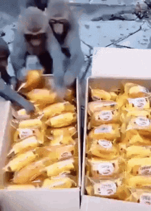monkey-monkeys.gif