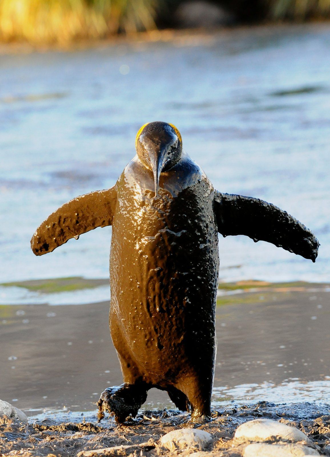 Mud-king-penguin-Sjoerd-van-Berge-Henegouwen.jpg