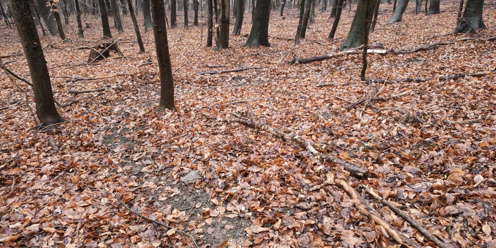 My Trail IV-03.01.2021 (1).jpg
