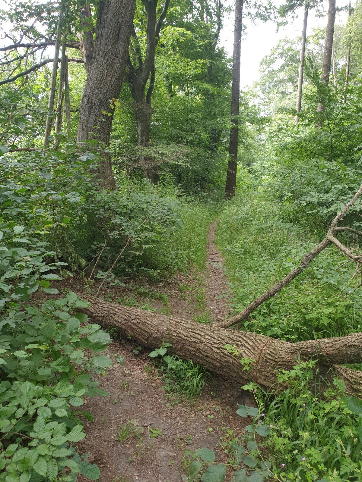 N52° 12.679' E10° 42.486'.jpg