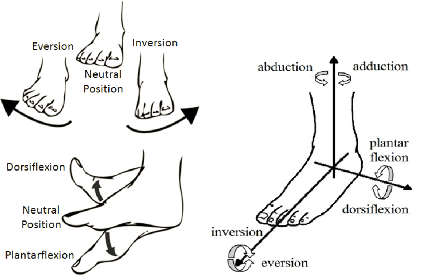Normal-ankle-movements.png