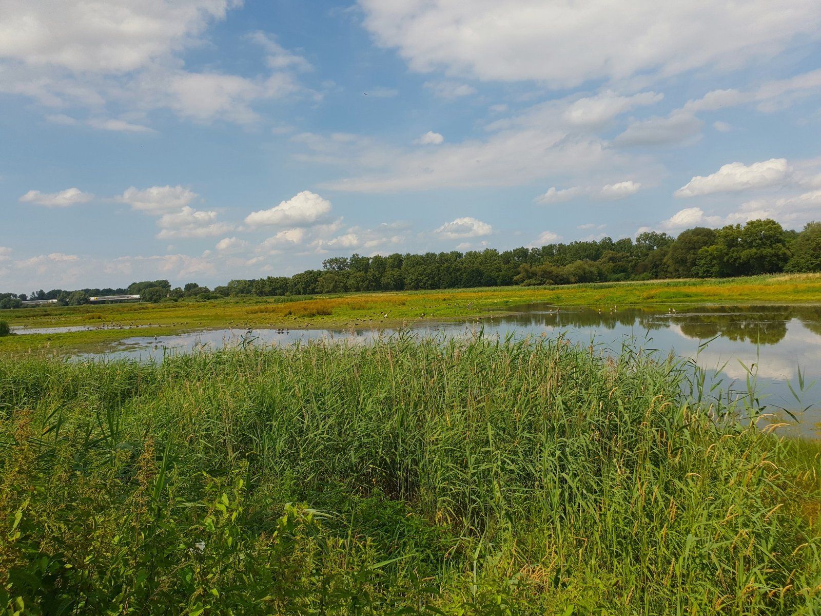 Okerniederung bei Watenbüttel.jpg