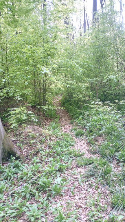 Old Trail (1).jpg