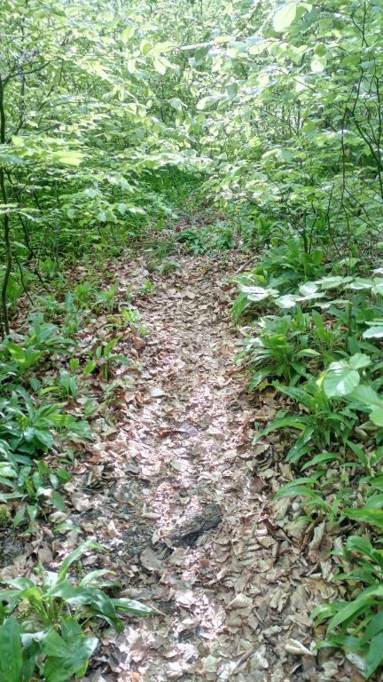 Old Trail (2).jpg