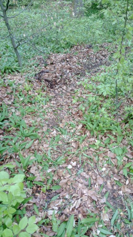 Old Trail (5).jpg