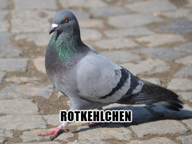 Pigeon .png