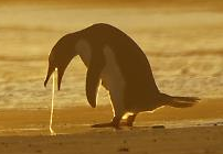 pinguin_vomiting.png