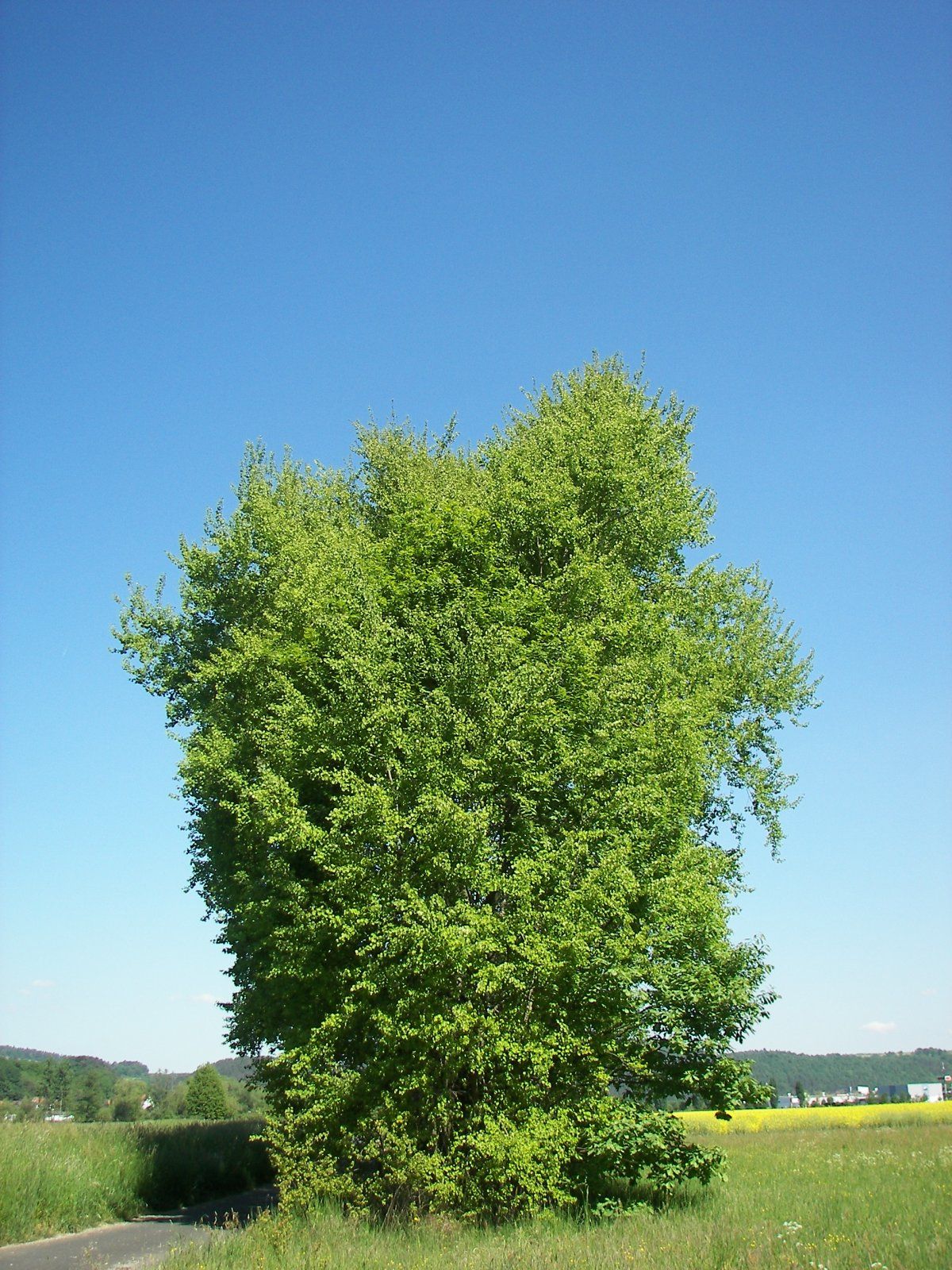 Populus_tremula_004.jpg