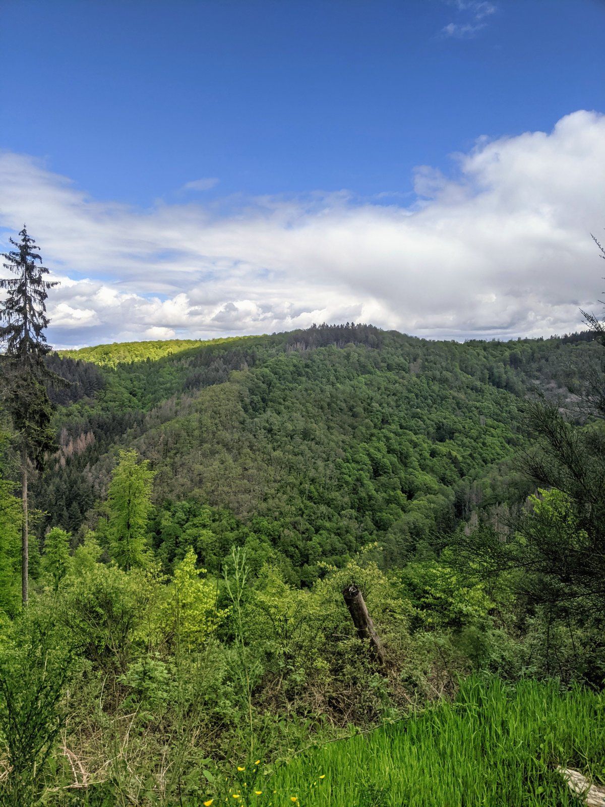 PXL_20210523_111544204 (1).jpg