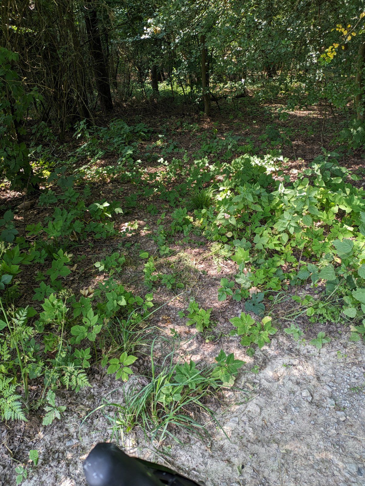 PXL_20230626_103856239.jpg