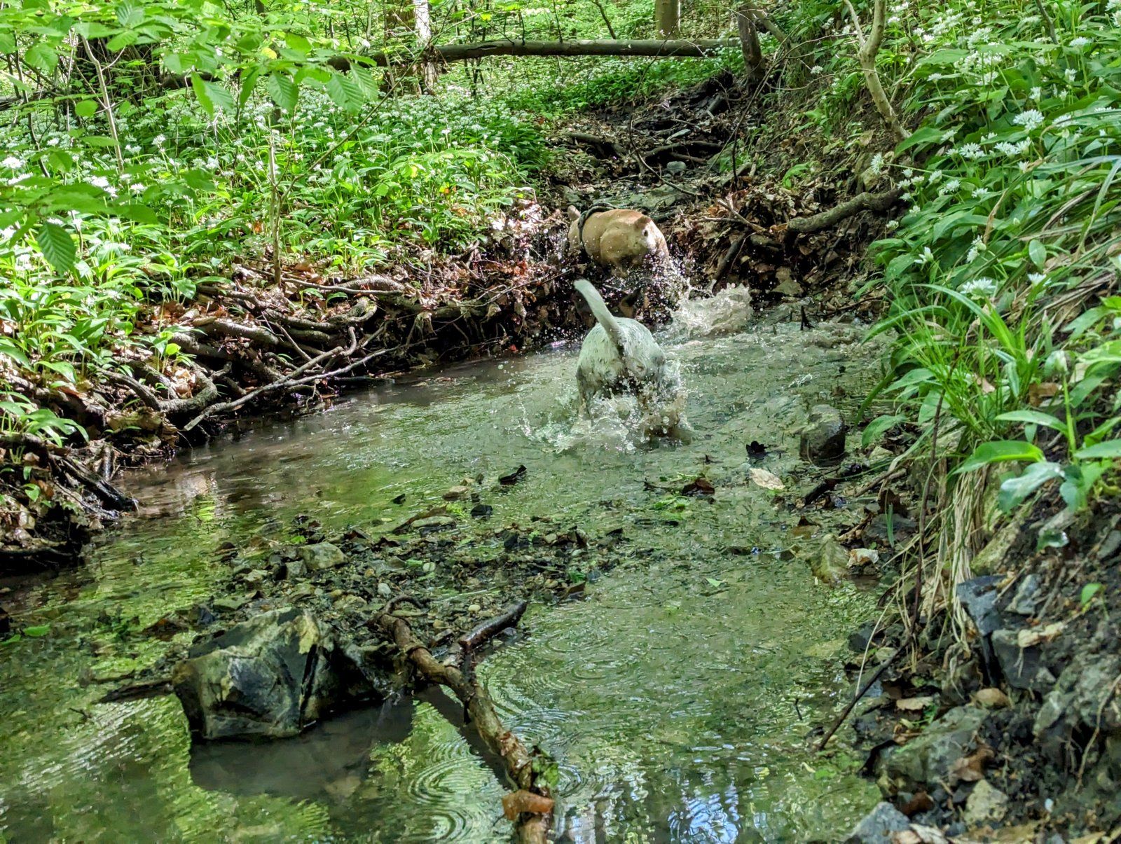 PXL_20240413_075528908.MP~2.jpg