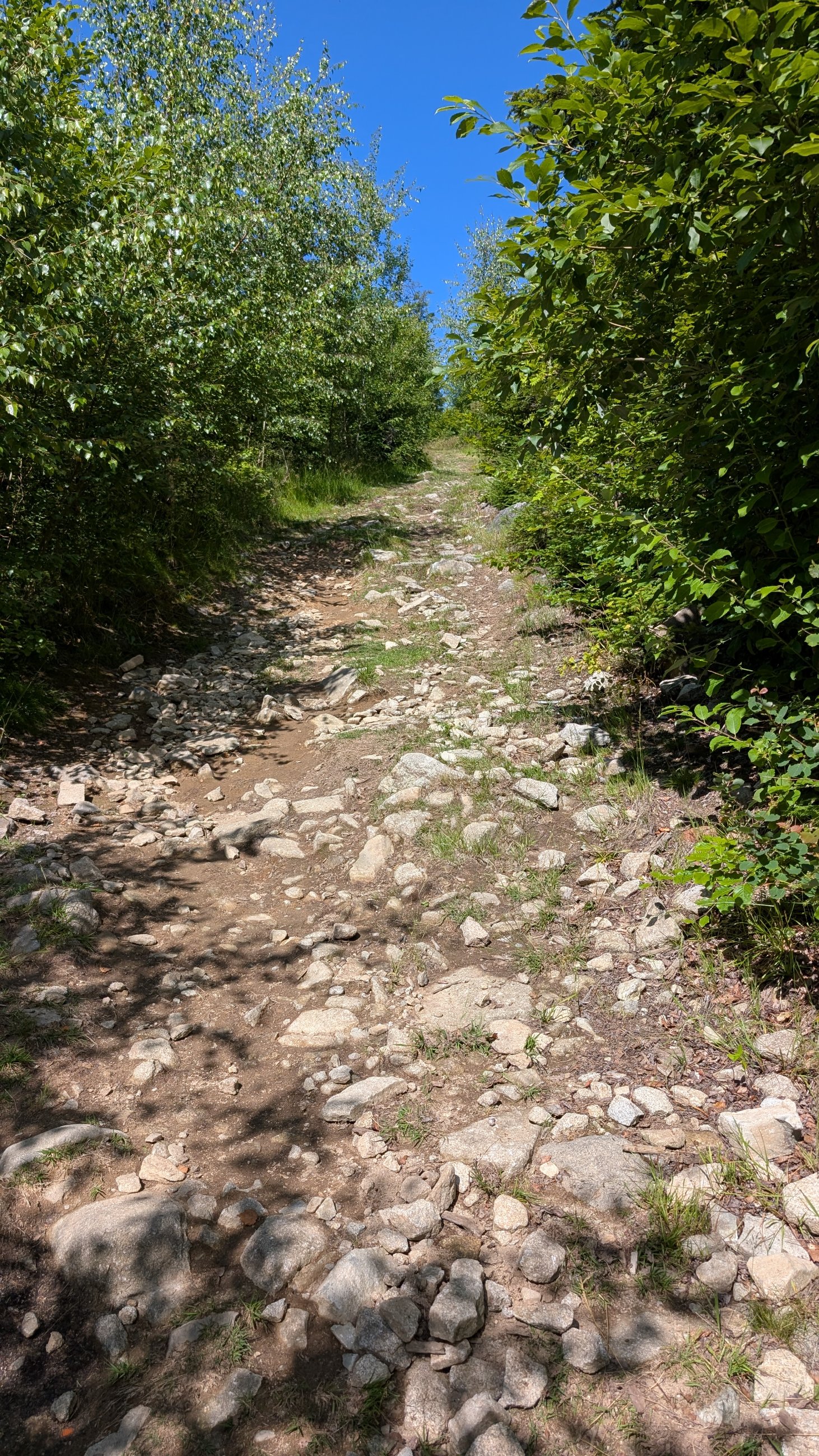 PXL_20250629_082257566.jpg