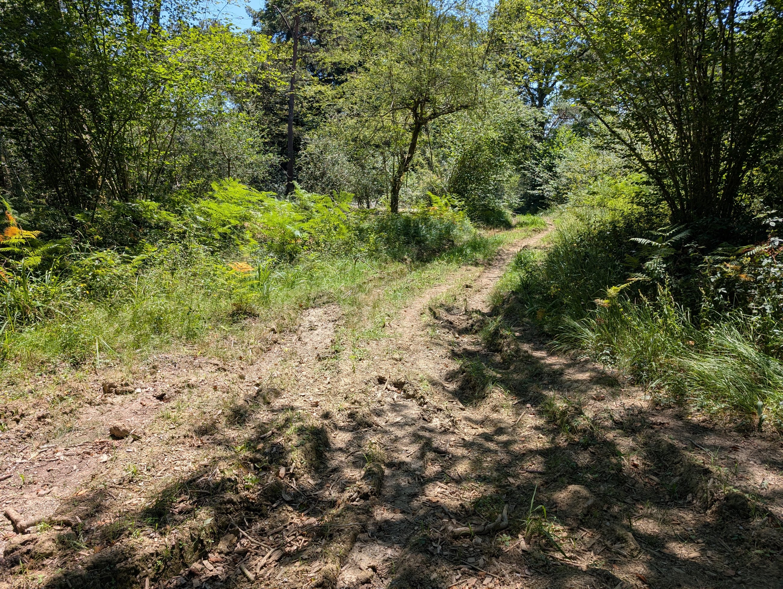 PXL_20250709_123454112.jpg