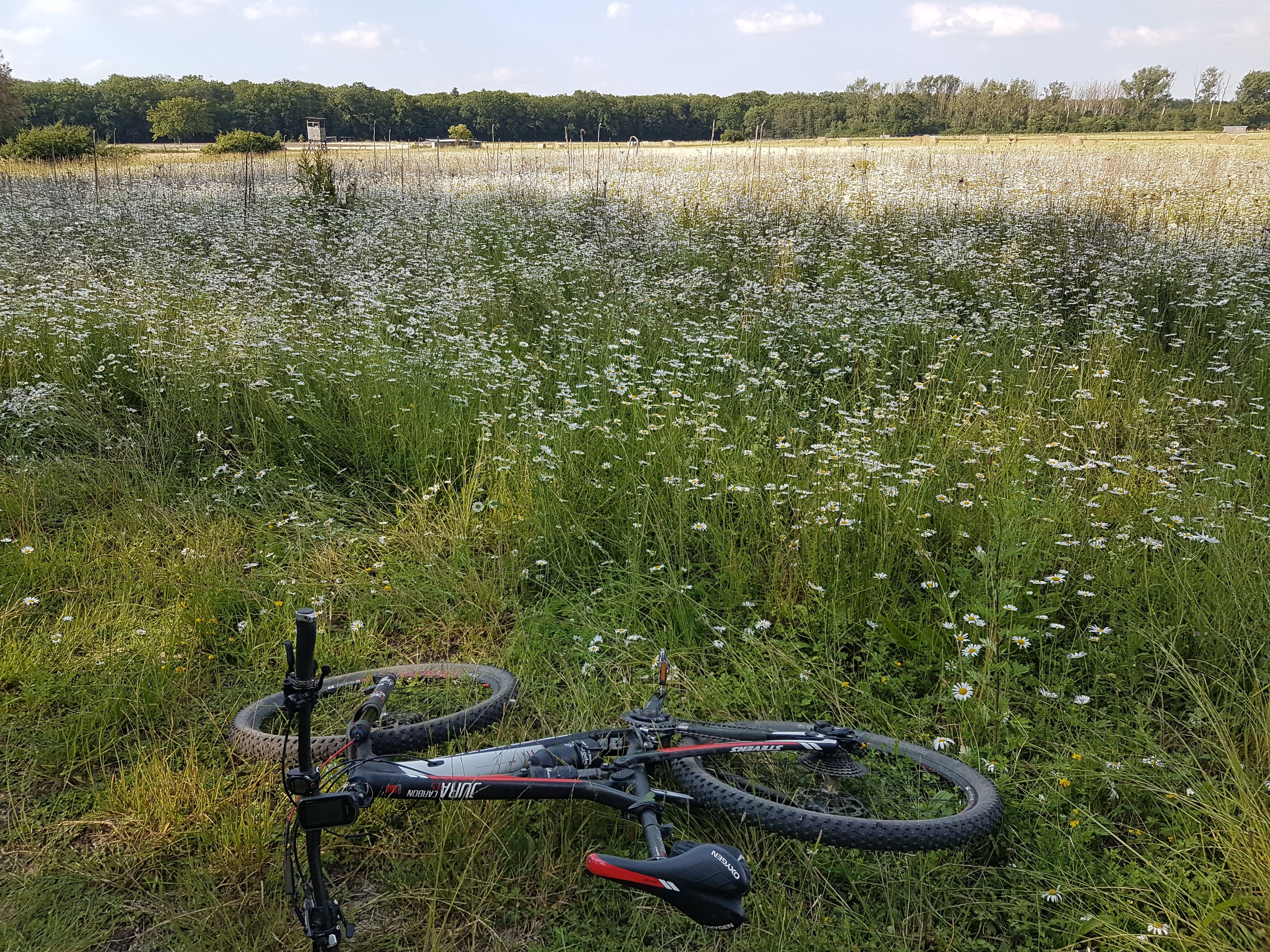 roch ein wenig nach Pup Margeriten Blumenwiese.jpg