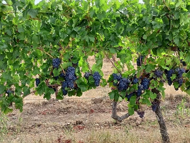 Rotwein.jpg