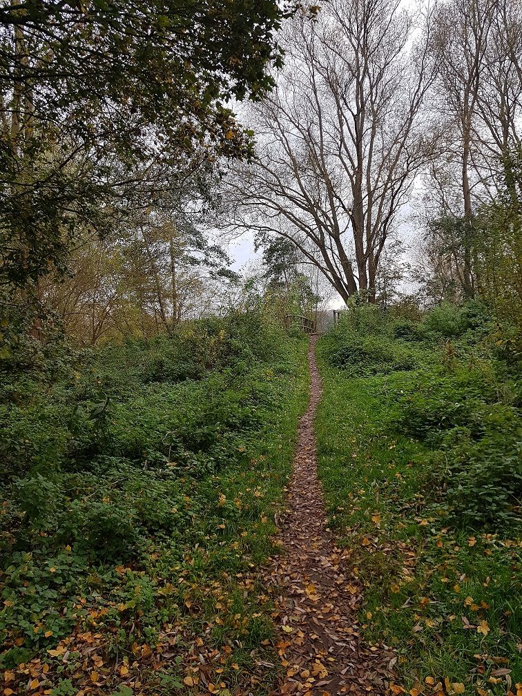 schöner Singletrail in der Schunterniederung.jpg