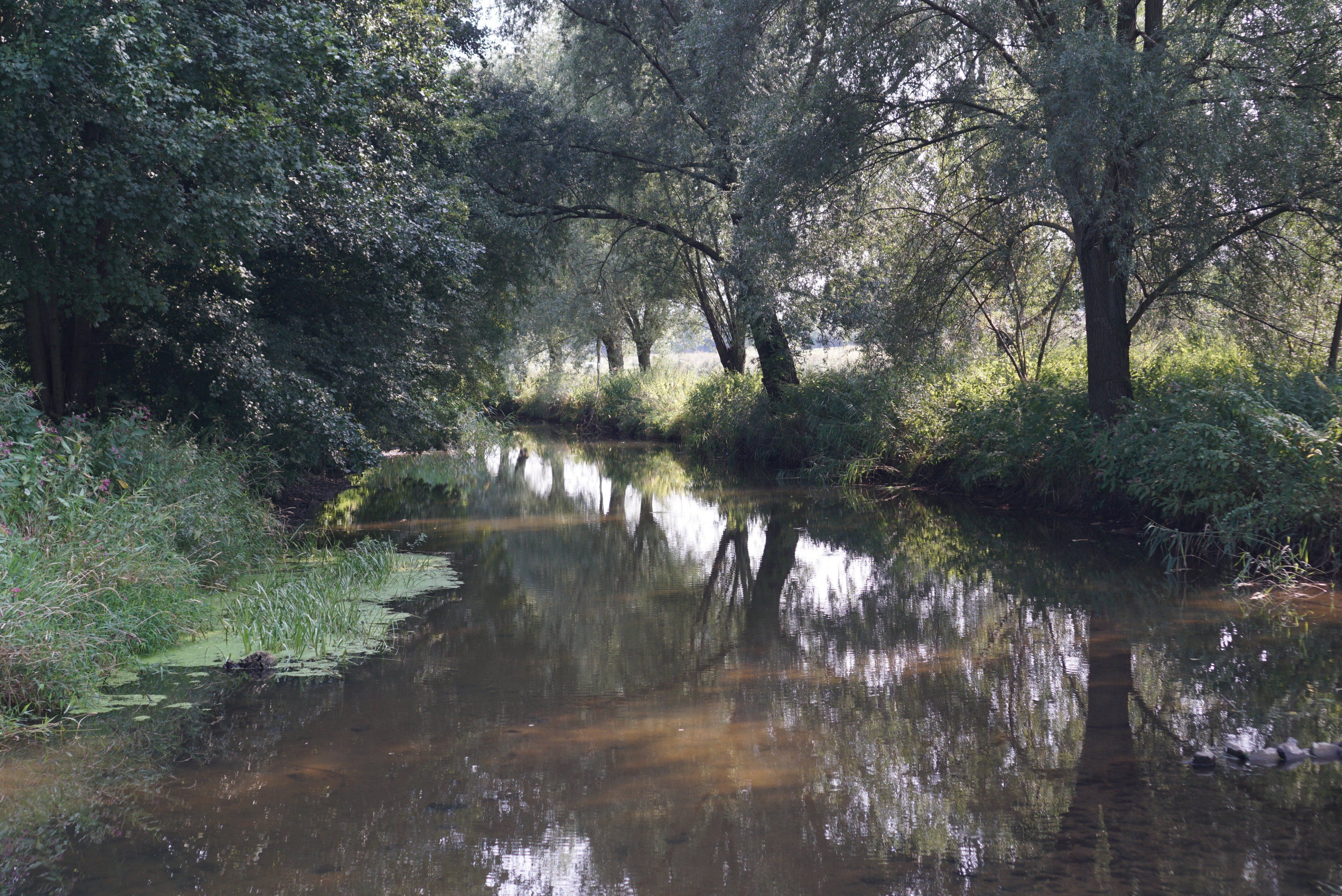 Schunter ganz still.JPG