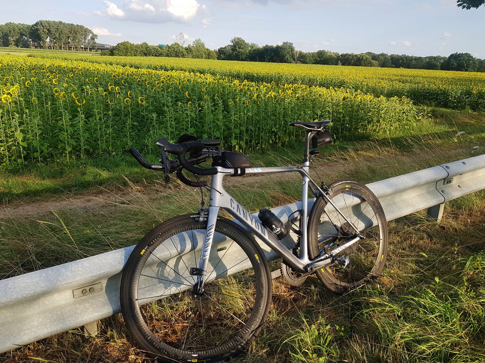 Sonnenblumen schauen in die falsche Richtung.jpg