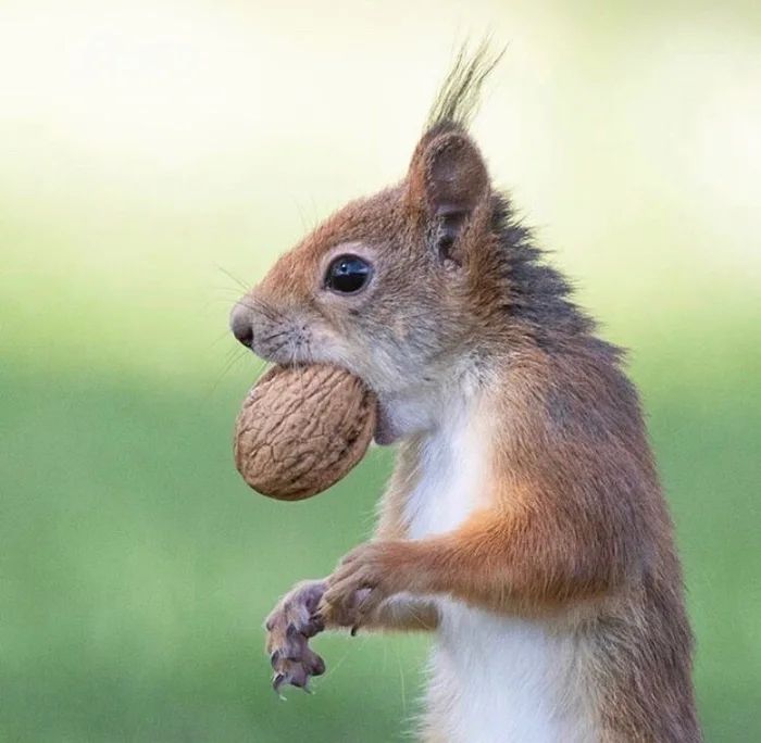 squirrel.jpeg