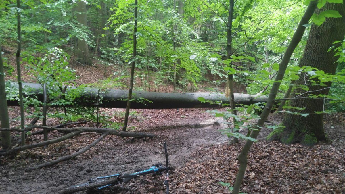 Steigerweg.Baum.jpg