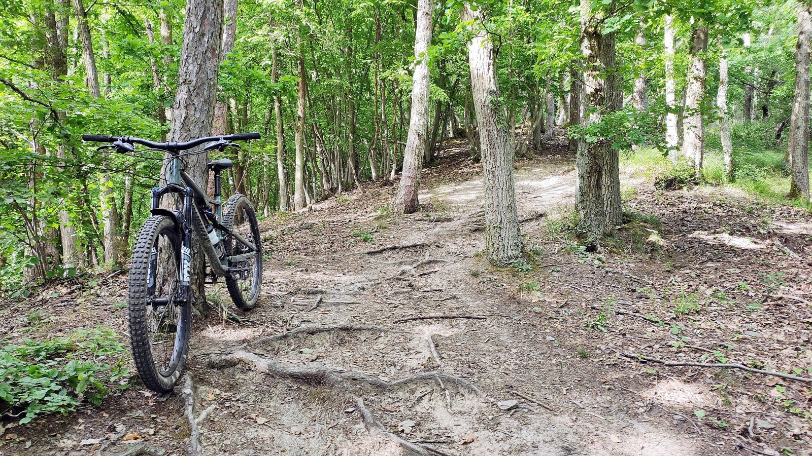 Stumpy Stoppelberg (5).jpg