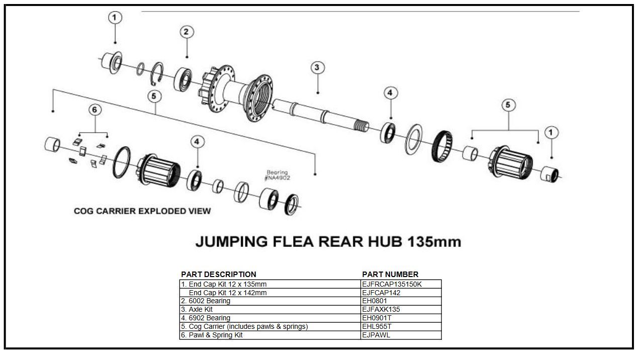 sun-jumping flea rear.JPG