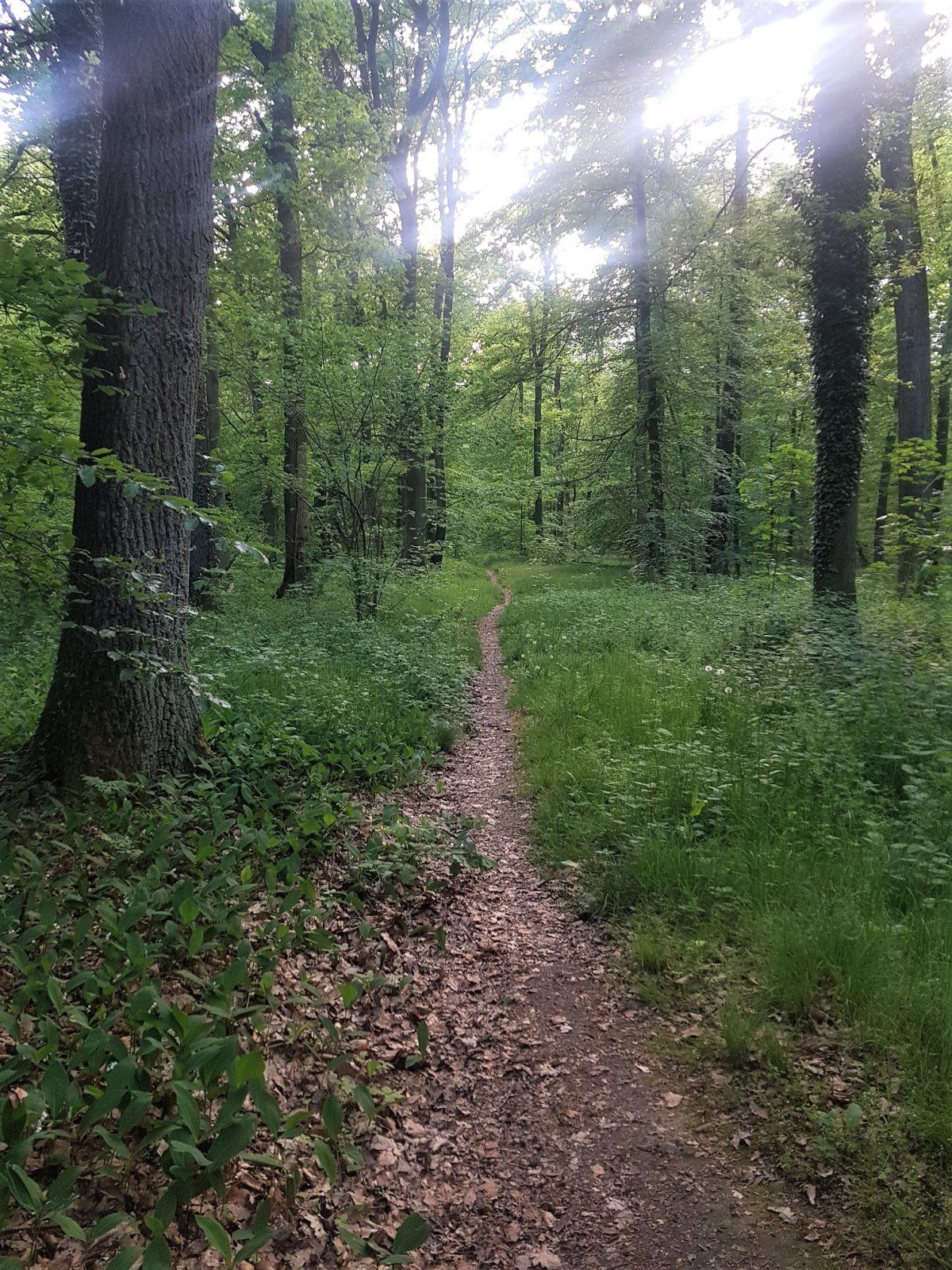 super Singletrails im Eickhorst.jpg