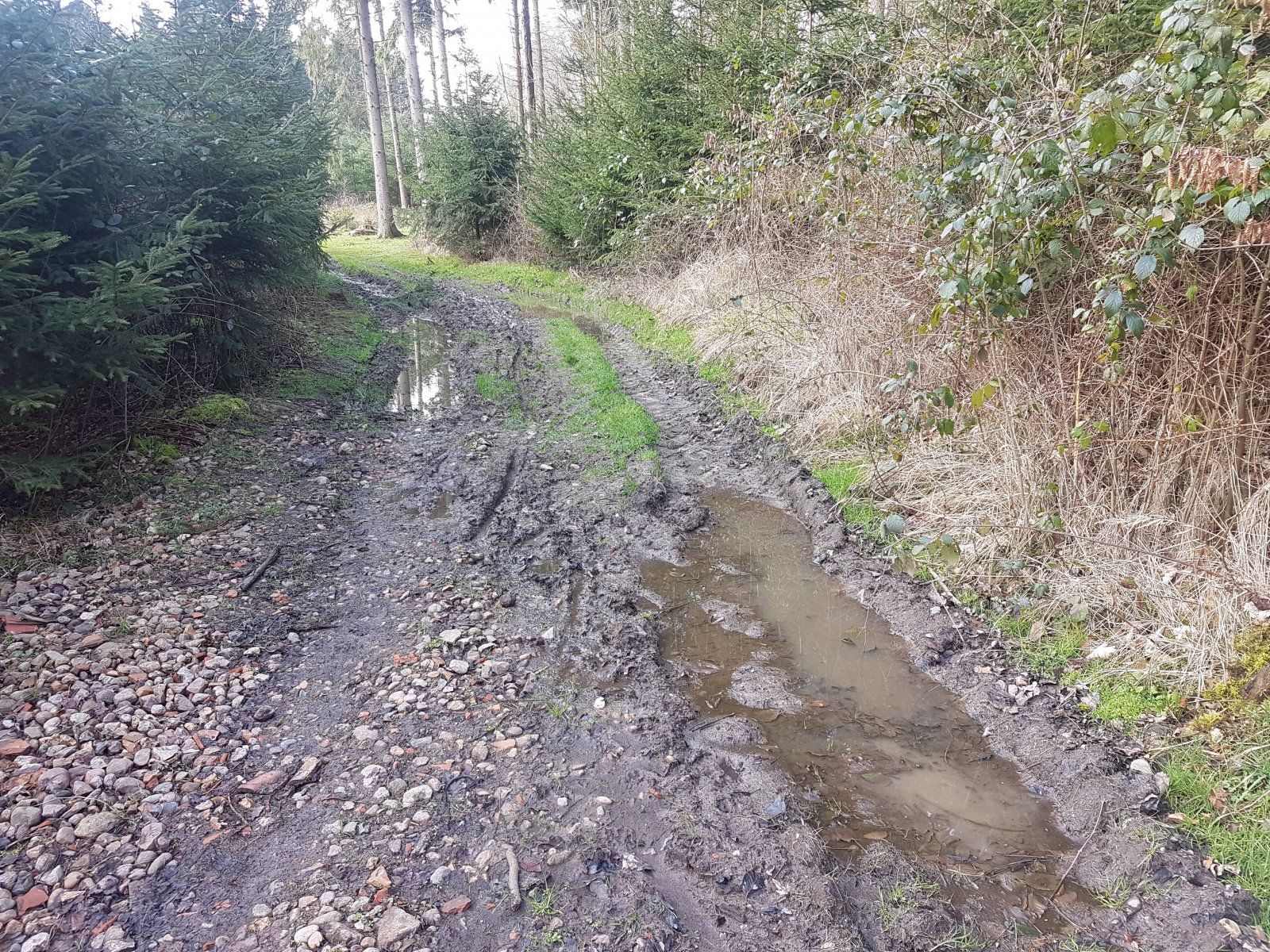 Trailabschnitt bei Martinsbüttel.jpg