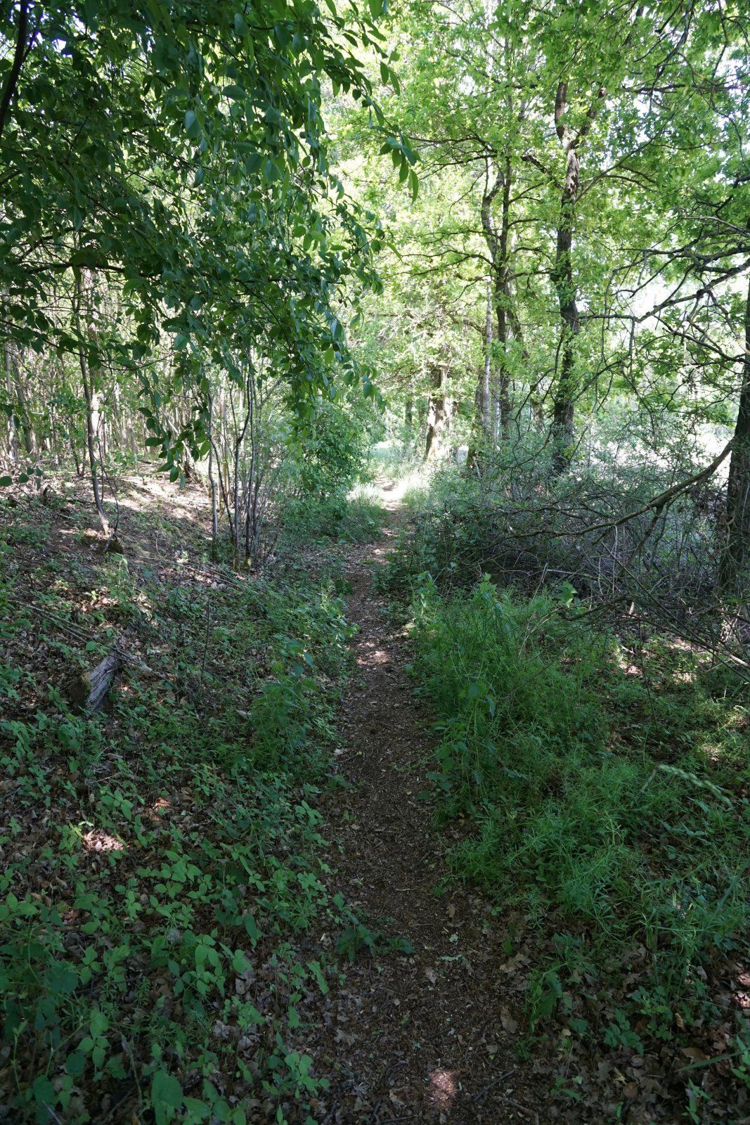Trailpassage bei Isenbüttel.JPG