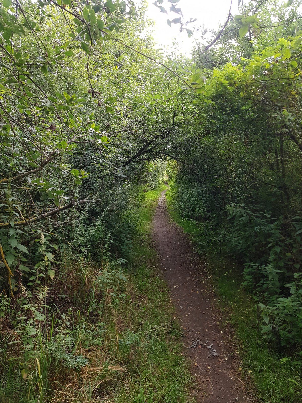 Tunneltrail an den Meiner Teiche.jpg