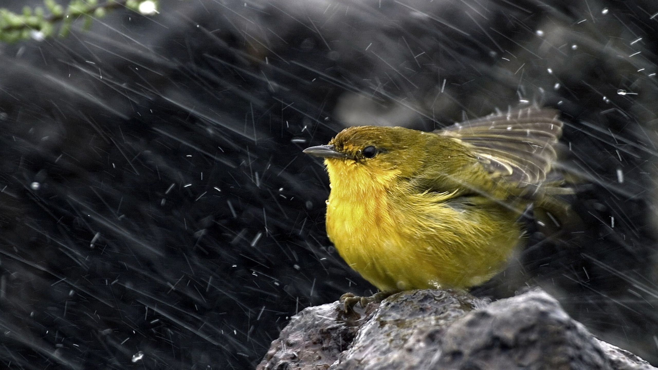 vogel,-regen-161615.jpg