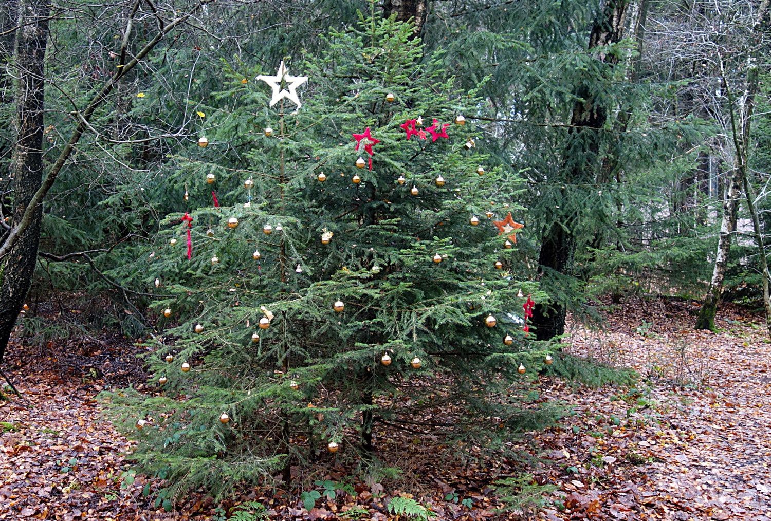 Vor Weihnachtsbaum b kl.jpg