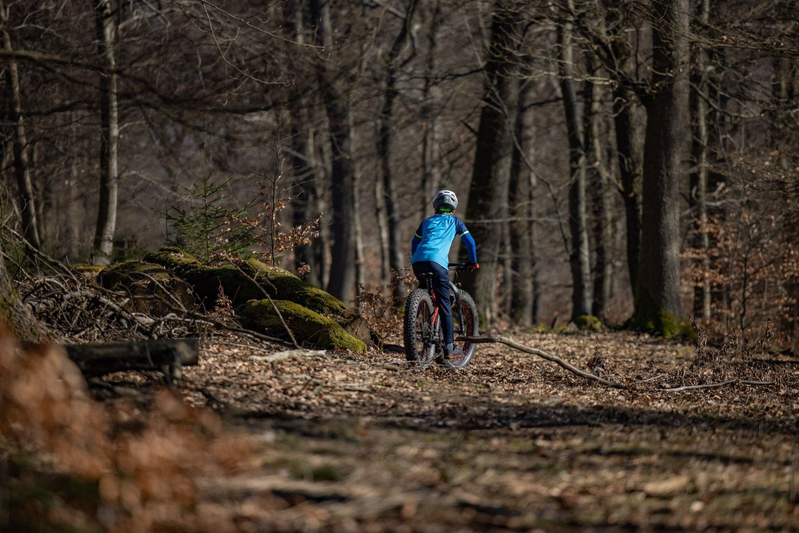 wald.jpg