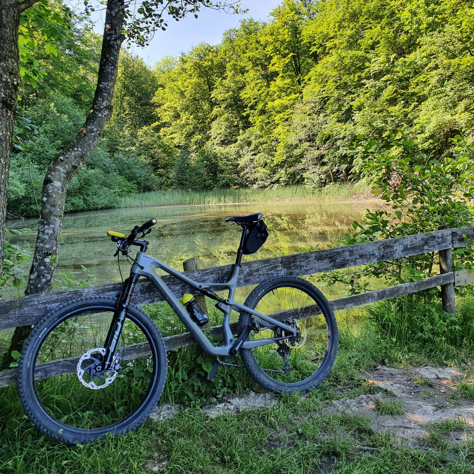 Wald_Teich.jpg