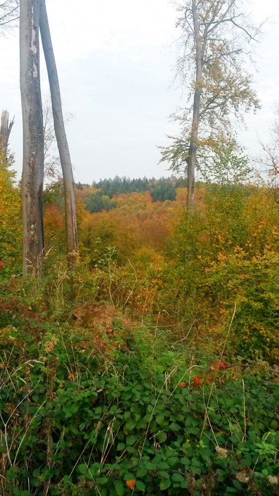 wattkopf-herbst.jpg