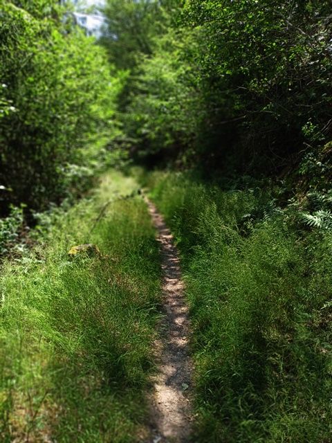 Wienecke Trail 2.jpg